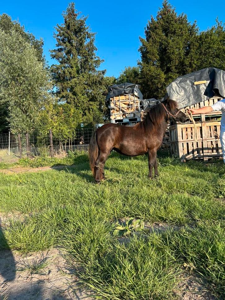 Shetland merrie, Dieren en Toebehoren, Pony's, Merrie