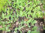 Meiklokjes of convularia maj., Jardin & Terrasse, Plantes | Jardin, Printemps, Enlèvement, Couvre-sol, Mi-ombre