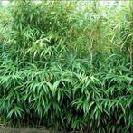 Bamboe pseudosasa japonica, Ophalen
