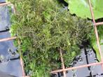 Zuurstof planten, Tuin en Terras, Waterpartijen en Fonteinen, Ophalen, Nieuw, Overige materialen, Overige typen
