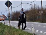 Irish cob 1m65, Dieren en Toebehoren, Paarden, Merrie, Gechipt, Niet van toepassing, 160 tot 165 cm