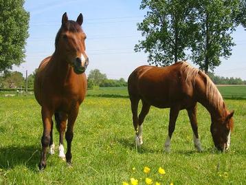 Prairie de 2ha à louer pour chevaux 