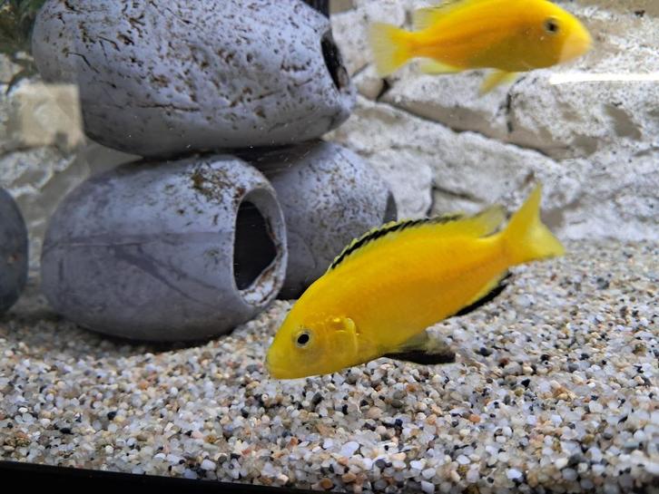 Verschillende malawi vissen te koop!!, Dieren en Toebehoren, Vissen | Aquariumvissen