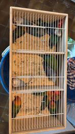 Lot van 16 agaporniden beschikbaar, Dieren en Toebehoren, Vogels | Parkieten en Papegaaien, Meerdere dieren, Dwergpapegaai of Agapornis