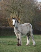 Prachtig Irish cob buckskin merrieveulen, Dieren en Toebehoren, Merrie, Gechipt, Niet van toepassing, 0 tot 2 jaar