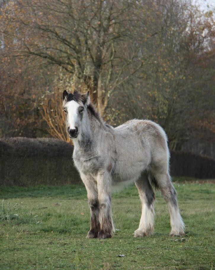 Prachtig Irish cob buckskin merrieveulen, Dieren en Toebehoren, Pony's, Merrie, Niet van toepassing, D pony (1.37m tot 1.48m)