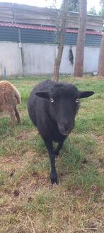 Ouessant ooi, Femelle, Mouton, 3 à 5 ans