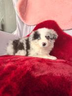 Border collie pups, Animaux & Accessoires, Chiens | Bergers & Bouviers, Plusieurs, Hépatite contagieuse (maladie de Rubarth), Belgique