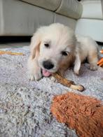 Golden retriever pups geboren en opgroeiend in mijn huisje, Dieren en Toebehoren, Golden retriever, België, Fokker | Hobbymatig