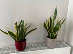 Sanseveria, vrouwentongen 2 planten in pot, Huis en Inrichting, Kamerplanten, Ophalen, Volledige schaduw, Overige soorten, In pot