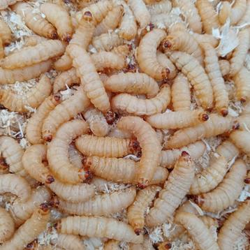 Buffalo's - Morio's - Hermetia Small - Wasmotten levend beschikbaar voor biedingen