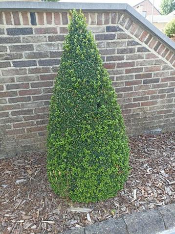 buxus planten beschikbaar voor biedingen