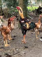 Indio Gigante de Brasil broedeieren grootste kip ter wereld, Dieren en Toebehoren, Pluimvee, Kip