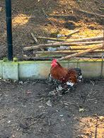 Cochin haantje, Dieren en Toebehoren, Pluimvee