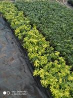 Choisya ternata glansmispel, Tuin en Terras, Vaste plant, Halfschaduw, Zomer, Ophalen