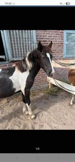 Leuke jaarling d pony, Dieren en Toebehoren, Paarden, Hengst