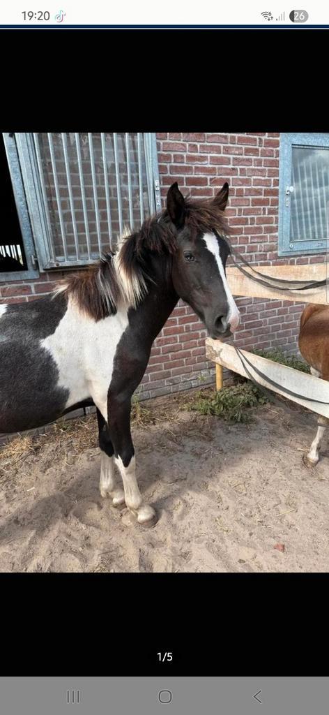 Leuke jaarling d pony, Dieren en Toebehoren, Paarden, Hengst