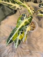 Alocasia Bambino Aurea Variegated, Ophalen of Verzenden