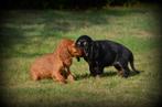 Engelse Cocker Spaniel pups, België, CDV (hondenziekte), 8 tot 15 weken, Meerdere