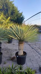 Yucca rostrata palm, Ophalen
