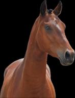 Mooie 3 jarige grote D ruin, Dieren en Toebehoren, Pony's, Gechipt, Ruin, Springpony, 3 tot 6 jaar