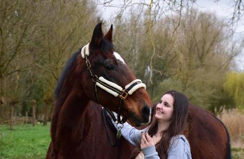 Paard gezocht, Dieren en Toebehoren, Paarden, Ruin, Zadelmak, Springpaard, Met stamboom, Gechipt, Ontwormd, Ingeënt