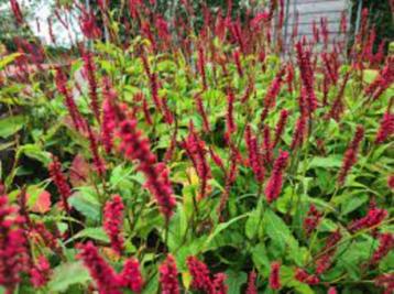 struiken met rode bloempjes : “Persicaria amplexicaule” beschikbaar voor biedingen