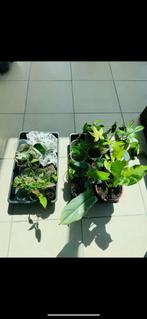 Urban jungle planten : monstera/philodendron/alocasia, Huis en Inrichting, Kamerplanten, Ophalen, 200 cm of meer, Overige soorten