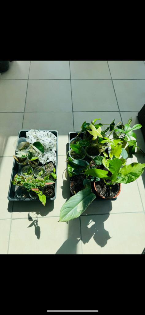 Urban jungle planten : monstera/philodendron/alocasia, Huis en Inrichting, Kamerplanten, Overige soorten, 200 cm of meer, Bloeiende kamerplant