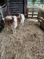 2 ooilammeren + bonte ooi te koop, Dieren en Toebehoren