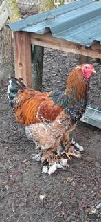 Beau et doux coq en porcelaine Brahma Big Fowl, Mâle, Poule ou poulet