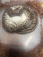 ball python collectie, Serpent, Domestique, 0 à 2 ans