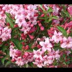 Weigelia, Jardin & Terrasse, Plantes | Arbustes & Haies, 100 à 250 cm, Enlèvement, Autres espèces, Arbuste