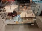 hamster of cavia, Dieren en Toebehoren, Ophalen, Nieuw, Hok, Hamster