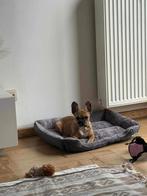 Chien, Enlèvement ou Envoi, Comme neuf