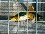 Couple caique, Papegaai, Geringd