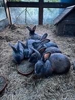 Blauw van ham, Dieren en Toebehoren