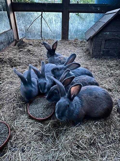 Blauw van ham, Dieren en Toebehoren, Konijnen