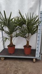 Trachycarpus fortunei Winterhard, Tuin en Terras, Ophalen