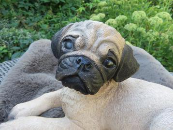 chien beau et doux