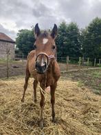 Onze knappe Activia One zoekt haar nieuwe 5-sterrenhuisje!, Dieren en Toebehoren, B