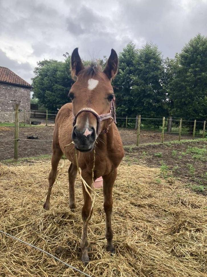 Onze knappe Activia One zoekt haar nieuwe 5-sterrenhuisje!, Dieren en Toebehoren, Paarden, B