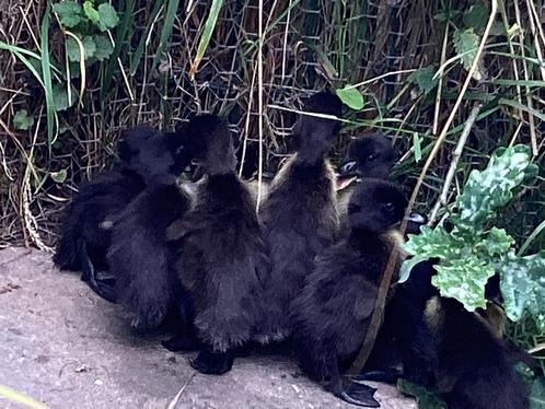 Loopeenden, kuikens, Dieren en Toebehoren, Pluimvee, Eend, Geslacht onbekend