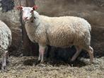 Schaap ooi goed bevleesd, Dieren en Toebehoren, Schapen, Geiten en Varkens, Vrouwelijk, Schaap, 0 tot 2 jaar