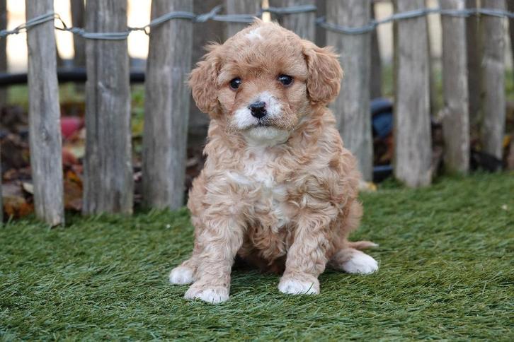 Prachtige Cavapoo pups, Dieren en Toebehoren, Honden | Chihuahua's en Gezelschapshonden, Meerdere dieren, Overige rassen, Fokker | Professioneel
