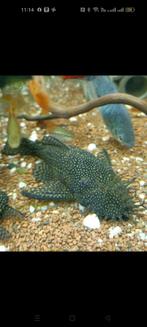 Ancistrus L 144 wilde kleur, volwassen mannetje, Dieren en Toebehoren, Vissen | Aquariumvissen