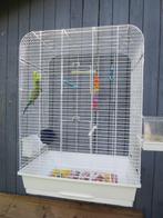 Parkiet met kooi, Dieren en Toebehoren, Vogels | Hokken en Kooien, Ophalen, Gebruikt