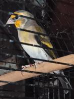 Hybriden vogel en tropenvogel, Dieren en Toebehoren, Mannelijk, Wildzangvogel, Geringd