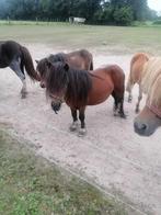 Bruine pony hengst, Dieren en Toebehoren, Hengst