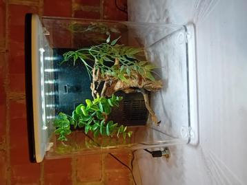 Mini aquarium  beschikbaar voor biedingen